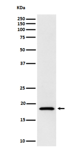 Western blot analysis of eIF1A expression in human Jurkat cell lysate using eIF1A antibody. Predicted molecular weight ~16 kDa.