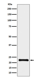 Western blot analysis of CRCP expression in human HeLa cell lysate using the CRCP antibody. A single band is detected at approximately 22-23 kDa, higher than the predicted 16 kDa molecular weight. This migration pattern is consistent with published data showing that CRCP commonly runs near 20-23 kDa due to its acidic composition, partial membrane association, and post-translational modifications such as phosphorylation and N-terminal acetylation. The observed band therefore represents the mature functional form of CRCP.