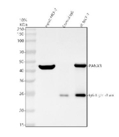 Immunoprecipitating (IP) PANX3 in MCF-7 whole cell lysate. Western blot analysis of PANX3 using anti-PANX3 antibody; Lane 1: MCF-7 whole cell lysates (30ug); Lane 2: Rabbit control IgG instead of anti-PANX3 antibody in MCF-7 whole cell lysate; Lane 3: anti-PANX3 antibody (2ug) + MCF-7 whole cell lysate (500ug). After electrophoresis, proteins were transferred to a membrane. Then the membrane was incubated with rabbit anti-PANX3 antibody at a dilution of 0.5 ug/ml and probed with a goat anti-rabbit IgG-HRP secondary antibody. The signal is developed using ECL Plus Western Blotting Substrate. A specific band was detected for PANX3 at approximately 45 kDa. The expected molecular weight of PANX3 is at 45 kDa.