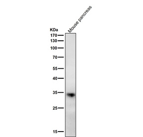 Western blot testing of mouse pancreas tissue lysate with the ERP27 antibody at 1:2000 dilution for 1 hour at room temperature. A single band is detected at approximately 34 kDa, slightly above the predicted 30 kDa molecular weight. This shift is consistent with published data showing glycosylated, ER-localized forms of ERP27 migrating between 33-35 kDa. The observed band corresponds to the mature, post-translationally modified ERP27 protein.