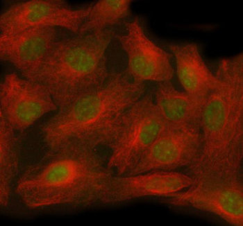 Immunofluorescent staining of TTC36 using anti-TTC36 antibody (green) and anti-Beta Tubulin antibody (red). TTC36 was detected in immunocytochemical section of cell. Enzyme antigen retrieval was performed using IHC enzyme antigen retrieval reagent for 15 mins. The cells were blocked with 10% goat serum. And then incubated with 5 ug/ml rabbit anti-TTC36 antibody and mouse anti-Beta Tubulin antibody overnight at 4oC. DyLight 488 Conjugated Goat Anti-Rabbit IgG and Cy3 Conjugated Goat Anti-Mouse IgG were used as secondary antibody at 1:500 dilution and incubated for 30 minutes at 37oC. Visualize using a fluorescence microscope and filter sets appropriate for the label used. TTC36 antibody (green) shows nuclear-enriched staining with nucleolar sparing, consistent with reported nuclear localization. Beta-tubulin antibody (red) marks the cytoplasmic microtubule network surrounding the nucleus.