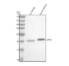 Western blot analysis of GPX3 using anti-GPX3 antibody. Electrophoresis was performed on a 12% SDS-PAGE gel at 80V (Stacking gel) / 120V (Resolving gel) for 2 hours. Lane 1: rat kidney tissue lysates, Lane 2: mouse kidney tissue lysates. After electrophoresis, proteins were transferred to a nitrocellulose membrane at 150 mA for 50-90 minutes. Blocked the membrane with 5% non-fat milk/TBS for 1.5 hour at RT. The membrane was incubated with rabbit anti-GPX3 antibody at 0.5 ug/ml overnight at 4oC, then washed with TBS-0.1%Tween 3 times with 5 minutes each and probed with a goat anti-rabbit IgG-HRP secondary antibody at a dilution of 1:5000 for 1.5 hour at RT. The signal was developed using an ECL Plus Western Blotting Substrate. GPX3 antibody detects a prominent band in rat and mouse kidney lysates at ~21 kDa. GPX3 is a secreted, N-glycosylated selenoprotein whose monomer typically migrates at ~23-26 kDa; the slightly lower mobility observed here is consistent with reduced N-glycosylation or processing differences in kidney tissue.
