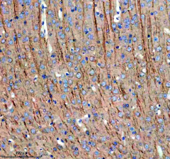 Immunohistochemical staining of MAP1B using anti-MAP1B antibody. MAP1B was detected in a paraffin-embedded section of mouse brain tissue. Heat mediated antigen retrieval was performed in EDTA buffer (pH 8.0, epitope retrieval solution). The tissue section was blocked with 10% goat serum. The tissue section was then incubated with 2 ug/ml rabbit anti-MAP1B antibody overnight at 4oC. Peroxidase Conjugated Goat Anti-rabbit IgG was used as secondary antibody and incubated for 30 minutes at 37oC. The tissue section was developed using an HRP secondary and DAB substrate.