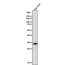 Western blot testing of rat brain tissue lysate using the FRG1 antibody at 1:3000 dilution for 1 hour at room temperature. FRG1 antibody detects a single band at ~33-35 kDa. Although the calculated mass of FRG1 is ~29 kDa, published work and reagent data frequently show an apparent size in the low-to-mid 30 kDa range, likely reflecting phosphorylation-dependent mobility and nuclear enrichment.