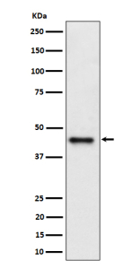 Western blot analysis of DAZAP1 expression in human Jurkat cell lysate using DAZAP1 antibody. Predicted molecular weight ~43 kDa.