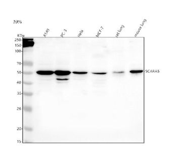 Western blot analysis of SCARA5 using anti-SCARA5 antibody. Lane 1: human whole cell lysates, Lane 2: human PC-3 whole cell lysates, Lane 3: human Hela whole cell lysates, Lane 4: human MCF-7 whole cell lysates, Lane 5: rat lung tissue lysates, Lane 6: mouse lung tissue lysates. After electrophoresis, proteins were transferred to a nitrocellulose membrane at 150 mA for 50-90 minutes. Blocked the membrane with 5% non-fat milk/TBS for 1.5 hour at RT. The membrane was incubated with rabbit anti-SCARA5 antibody at 0.5 ug/ml overnight at 4oC, then washed with TBS-0.1%Tween 3 times with 5 minutes each and probed with a goat anti-rabbit IgG-HRP secondary antibody at a dilution of 1:5000 for 1.5 hour at RT. The signal was developed using enhanced chemiluminescent. The expected molecular weight of SCARA5 is ~54 kDa.