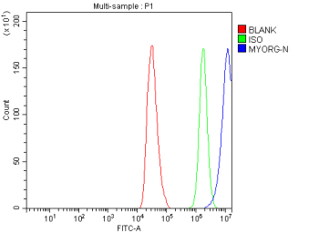 Flow Cytometry analysis of HepG2 cells using anti-MYORG antibody. Overlay histogram showing HepG2 cells stained with (Blue line). To facilitate intracellular staining, cells were fixed with 4% paraformaldehyde and permeabilized with permeabilization buffer. The cells were blocked with 10% normal goat serum. And then incubated with rabbit anti-MYORG antibody (1 ug/million cells) for 30 min at 20oC. DyLight 488 conjugated goat anti-rabbit IgG (5-10 ug/million cells) was used as secondary antibody for 30 minutes at 20oC. Isotype control antibody (Green line) was rabbit IgG (1 ug/million cells) used under the same conditions. Unlabelled sample (Red line) was also used as a control.