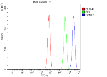 Flow Cytometry analysis of human K562 cells using anti-SCML2 antibody. Overlay histogram showing K562 cells stained with (Blue line). To facilitate intracellular staining, cells were fixed with 4% paraformaldehyde and permeabilized with permeabilization buffer. The cells were blocked with 10% normal goat serum. And then incubated with rabbit anti-SCML2 antibody (1 ug/million cells) for 30 min at 20oC. DyLight 488 conjugated goat anti-rabbit IgG (5-10 ug/million cells) was used as secondary antibody for 30 minutes at 20oC. Isotype control antibody (Green line) was rabbit IgG (1 ug/million cells) used under the same conditions. Unlabelled sample (Red line) was also used as a control.