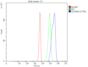Flow Cytometry analysis of 293T cells using anti-SLC9A8 antibody. Overlay histogram showing 293T cells stained with (Blue line). The cells were fixed with 4% paraformaldehyde and blocked with 10% normal goat serum. And then incubated with rabbit anti-SLC9A8 antibody (1 ug/million cells) for 30 min at 20oC. DyLight 488 conjugated goat anti-rabbit IgG (5-10 ug/million cells) was used as secondary antibody for 30 minutes at 20oC. Isotype control antibody (Green line) was rabbit IgG (1 ug/million cells) used under the same conditions. Unlabelled sample without incubation with primary antibody and secondary antibody (Red line) was used as a blank control.