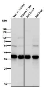 Western blot testing of mouse and rat samples using the TIM50 antibody at 1:1000 dilution for 1 hour at room temperature. TIM50 antibody detects a consistent band at ~36-37 kDa across multiple samples. Although the calculated mass is ~40 kDa, TIM50 undergoes mitochondrial presequence cleavage upon import, yielding a mature ~36 kDa form that predominates in western blot analyses of endogenous samples.
