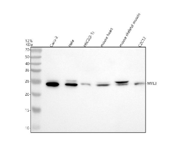 Western blot analysis of MYL3 using anti-MYL3 antibody. Lane 1: human Caco-2 whole cell lysates, Lane 2: human Hela whole cell lysates, Lane 3: human H9C2(2-1) whole cell lysates, Lane 4: mouse heart tissue lysates, Lane 5: mouse skeletal muscle tissue lysates, Lane 6: mouse C2C12 whole cell lysates. After electrophoresis, proteins were transferred to a nitrocellulose membrane at 150 mA for 50-90 minutes. Blocked the membrane with 5% non-fat milk/TBS for 1.5 hour at RT. The membrane was incubated with rabbit anti-MYL3 antibody at 0.5 ug/ml overnight at 4oC, then washed with TBS-0.1%Tween 3 times with 5 minutes each and probed with a goat anti-rabbit IgG-HRP secondary antibody at a dilution of 1:5000 for 1.5 hour at RT. The signal was developed using enhanced chemiluminescent. MYL3 antibody detects a band at ~24-25 kDa, often appearing as a doublet consistent with phosphorylation of the essential myosin light chain (predicted 22 kDa).