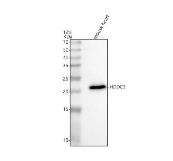 Western blot analysis of HDDC3 using anti-HDDC3 antibody. Lane 1: mouse heart tissue lysates. After electrophoresis, proteins were transferred to a nitrocellulose membrane at 150 mA for 50-90 minutes. Blocked the membrane with 5% non-fat milk/TBS for 1.5 hour at RT. The membrane was incubated with rabbit anti-HDDC3 antibody at 0.5 ug/ml overnight at 4oC, then washed with TBS-0.1%Tween 3 times with 5 minutes each and probed with a goat anti-rabbit IgG-HRP secondary antibody at a dilution of 1:5000 for 1.5 hour at RT. The signal was developed using enhanced chemiluminescent. The expected molecular weight of HDDC3 is ~20 kDa.