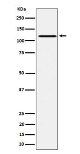 Western blot testing of lysate from human Ramos cells treated with pervanadate, using Phospho-JAK1 (TpTyr1034/pTyr1035) antibody. Phospho-JAK1 (pTyr1034/pTyr1035) detected in pervanadate-treated Ramos lysate as a single band at ~125â130 kDa, consistent with activated full-length JAK1.