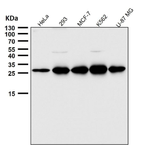 Western blot testing of human samples using the PDGFB antibody at 1:3000 dilution for 1 hour at room temperature. Predicted molecular weight ~27 kDa. Light dimer banding may be observed at 40-50 kDa and multimers at 90-100 kDa.