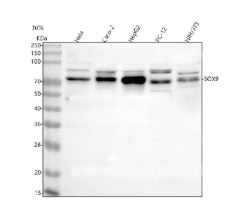 Western blot analysis of SOX9 using anti-SOX9 antibody. Lane 1: human Hela whole cell lysates, Lane 2: human Caco-2 whole cell lysates, Lane 3: human HepG2 whole cell lysates, Lane 4: rat PC-12 whole cell lysates, Lane 5: mouse NIH/3T3 whole cell lysates. After electrophoresis, proteins were transferred to a nitrocellulose membrane at 150 mA for 50-90 minutes. Blocked the membrane with 5% non-fat milk/TBS for 1.5 hour at RT. The membrane was incubated with rabbit anti-SOX9 antibody at 0.5 ug/ml overnight at 4oC, then washed with TBS-0.1%Tween 3 times with 5 minutes each and probed with a goat anti-rabbit IgG-HRP secondary antibody at a dilution of 1:5000 for 1.5 hour at RT. The signal was developed using enhanced chemiluminescent. Western blot detection of SOX9 shows a major band at ~75 kDa with a minor band at ~80-85 kDa across multiple human cell lines. Although the calculated mass is ~56 kDa, SOX9 commonly migrates larger, and the upper species likely reflects additional post-translationally modified forms.