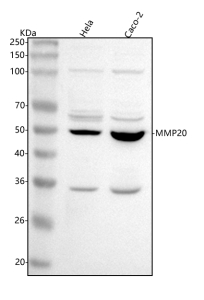 Western blot analysis of MMP20 using anti-MMP20 antibody. Lane 1: human Hela whole cell lysates, Lane 2: human Caco-2 whole cell lysates. After electrophoresis, proteins were transferred to a nitrocellulose membrane at 150 mA for 50-90 minutes. Blocked the membrane with 5% non-fat milk/TBS for 1.5 hour at RT. The membrane was incubated with rabbit anti-MMP20 antibody at 0.5 ug/ml overnight at 4oC, then washed with TBS-0.1%Tween 3 times with 5 minutes each and probed with a goat anti-rabbit IgG-HRP secondary antibody at a dilution of 1:5000 for 1.5 hour at RT. The signal was developed using enhanced chemiluminescent. Western blot detection of MMP20 shows a predominant band just below the 50 kDa marker, consistent with a processed form of the ~54 kDa zymogen, plus additional species at ~35 kDa, ~60 kDa, and ~105 kDa that likely reflect autolytic fragments, variably glycosylated intermediates, and higher-order complexes, respectively.