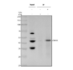 Immunoprecipitating CREB3 in whole cell lysate. Western blot analysis of CREB3 using anti-CREB3 antibody. Lane 1: whole cell lysates (30ug), Lane 2: Rabbit control IgG instead of anti-CREB3 antibody in whole cell lysate, Lane 3: anti-CREB3 antibody (2ug) + whole cell lysate (500ug). After electrophoresis, proteins were transferred to a membrane. Then the membrane was incubated with rabbit anti-CREB3 antibody at a dilution of 0.5 ug/ml and probed with a goat anti-rabbit IgG-HRP secondary antibody. The signal is developed using ECL Plus Western Blotting Substrate. The expected molecular weight of CREB3 is ~41 kDa.