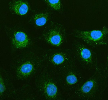 Immunofluorescent staining of PGAM5 using anti-PGAM5 antibody (green). PGAM5 was detected in an immunocytochemical section of human A549 cells. Enzyme antigen retrieval was performed using IHC enzyme antigen retrieval reagent for 15 mins. The cells were blocked with 10% goat serum. And then incubated with 5 ug/ml rabbit anti-PGAM5 antibody overnight at 4oC. DyLight 488 Conjugated Goat Anti-Rabbit IgG was used as secondary antibody at 1:500 dilution and incubated for 30 minutes at 37oC. The section was counterstained with DAPI nuclear stain (blue). Visualize using a fluorescence microscope and filter sets appropriate for the label used.