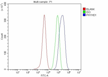 Flow Cytometry analysis of Hela cells using anti-PHYHD1 antibody. Overlay histogram showing Hela cells stained with (Blue line). To facilitate intracellular staining, cells were fixed with 4% paraformaldehyde and permeabilized with permeabilization buffer. The cells were blocked with 10% normal goat serum. And then incubated with rabbit anti-PHYHD1 antibody (1 ug/million cells) for 30 min at 20oC. DyLight 488 conjugated goat anti-rabbit IgG (5-10 ug/million cells) was used as secondary antibody for 30 minutes at 20oC. Isotype control antibody (Green line) was rabbit IgG (1 ug/million cells) used under the same conditions. Unlabelled sample without incubation with primary antibody and secondary antibody (Red line) was used as a blank control.