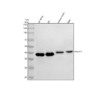 Western blot analysis of HEXIM2 using anti-HEXIM2 antibody. Electrophoresis was performed on a 10% SDS-PAGE gel at 80V (Stacking gel) / 120V (Resolving gel) for 2 hours. Lane 1: rat testis tissue lysates, Lane 2: rat C6 whole cell lysates, Lane 3: mouse testis tissue lysates, Lane 4: mouse TM4 whole cell lysates. After electrophoresis, proteins were transferred to a nitrocellulose membrane at 150 mA for 50-90 minutes. Blocked the membrane with 5% non-fat milk/TBS for 1.5 hour at RT. The membrane was incubated with rabbit anti-HEXIM2 antibody at 0.5 ug/ml overnight at 4oC, then washed with TBS-0.1%Tween 3 times with 5 minutes each and probed with a goat anti-rabbit IgG-HRP secondary antibody at a dilution of 1:5000 for 1.5 hour at RT. The signal was developed using an ECL Plus Western Blotting Substrate. Western blot detection of HEXIM2 shows a single band at ~38 kDa in rat and ~40 kDa in mouse samples. Despite a calculated mass of ~32-33 kDa, HEXIM2 frequently migrates larger on SDS-PAGE, consistent with its acidic regions and post-translationally modified forms.