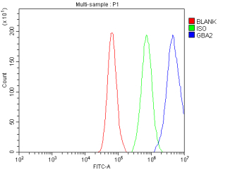 Flow Cytometry analysis of cells using anti-GBA2 antibody. Overlay histogram showing cells stained with (Blue line). To facilitate intracellular staining, cells were fixed with 4% paraformaldehyde and permeabilized with permeabilization buffer. The cells were blocked with 10% normal goat serum. And then incubated with rabbit anti-GBA2 antibody (1 ug/million cells) for 30 min at 20oC. DyLight 488 conjugated goat anti-rabbit IgG (5-10 ug/million cells) was used as secondary antibody for 30 minutes at 20oC. Isotype control antibody (Green line) was rabbit IgG (1 ug/million cells) used under the same conditions. Unlabelled sample (Red line) was also used as a control.
