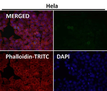 Immunofluorescent analysis using the Phospho-ULK1 (pSer556) antibody (green) at 1:50 dilution.