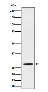 Western blot analysis of PSMB10 expression in human Raji cell lysate. Predicted molecular weight ~29 kDa.