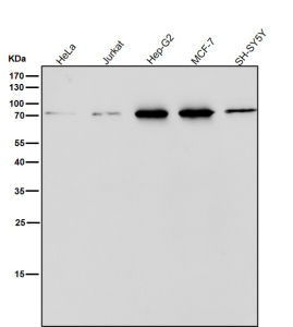 Western blot testing of human samples using the PDIA4 antibody at 1:1000 dilution for 1 hour at room temperature. Predicted molecular weight ~73 kDa.