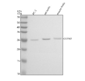 Western blot analysis of GSTM2 using anti-GSTM2 antibody. Electrophoresis was performed on a 12% SDS-PAGE gel at 80V (Stacking gel) / 120V (Resolving gel) for 2 hours. Lane 1: human PC-3 whole cell lysates, Lane 2: rat testis tissue lysates, Lane 3: mouse testis tissue lysates. After electrophoresis, proteins were transferred to a nitrocellulose membrane at 150 mA for 50-90 minutes. Blocked the membrane with 5% non-fat milk/TBS for 1.5 hour at RT. The membrane was incubated with rabbit anti-GSTM2 antibody at 0.5 ug/ml overnight at 4oC, then washed with TBS-0.1%Tween 3 times with 5 minutes each and probed with a goat anti-rabbit IgG-HRP secondary antibody at a dilution of 1:5000 for 1.5 hour at RT. The signal was developed using an ECL Plus Western Blotting Substrate. A specific band was detected for GSTM2 at approximately 26 kDa. The expected molecular weight of GSTM2 is ~26 kDa.