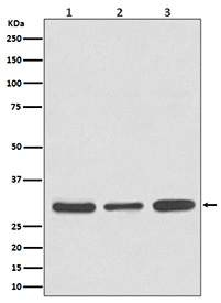 Western blot analysis of Caspase 3 expression in (1) Jurkat cell lysate; (2) NIH/3T3 cell lysate; (3) rat brain lysate using CASP3 antibody. The predicted molecular weight of Caspase 3 is at ~32 kDa.