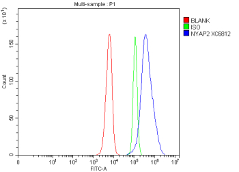 Flow Cytometry analysis of human SIHA cells using anti-NYAP2 antibody. Overlay histogram showing SIHA cells stained with (Blue line). To facilitate intracellular staining, cells were fixed with 4% paraformaldehyde and permeabilized with permeabilization buffer. The cells were blocked with 10% normal goat serum. And then incubated with rabbit anti-NYAP2 antibody (1 ug/million cells) for 30 min at 20oC. DyLight 488 conjugated goat anti-rabbit IgG (5-10 ug/million cells) was used as secondary antibody for 30 minutes at 20oC. Isotype control antibody (Green line) was rabbit IgG (1 ug/million cells) used under the same conditions. Unlabelled sample without incubation with primary antibody and secondary antibody (Red line) was used as a blank control.
