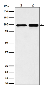 Western blot analysis of MCM6 expression in (1) human MCF7 cell lysate; (2) mouse NIH 3T3 cell lysate using MCM6 antibody. Expected molecular weight: 92-105 kDa.