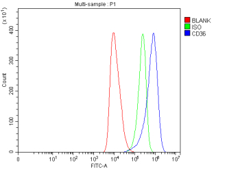Flow Cytometry analysis of human HEL cells using anti-CD36 antibody. Overlay histogram showing HEL cells stained with (Blue line). The cells were blocked with 10% normal goat serum. And then incubated with rabbit anti-CD36 antibody (1 ug/million cells) for 30 min at 20oC. DyLight 488 conjugated goat anti-rabbit IgG (5-10 ug/million cells) was used as secondary antibody for 30 minutes at 20oC. Isotype control antibody (Green line) was rabbit IgG (1 ug/million cells) used under the same conditions. Unlabelled sample (Red line) was also used as a control.