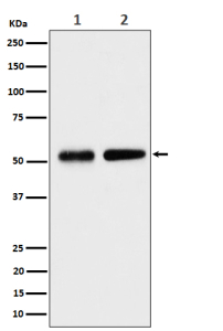 Western blot analysis of Septin 8 expression in (1) human HeLa cell lysate; (2) mouse NIH 3T3 cell lysate using SEPTIN8 antibody. Predicted molecular weight ~56 kDa.