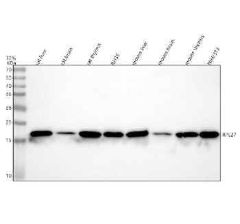 Western blot analysis of RPL27 using anti-RPL27 antibody. Lane 1: rat liver tissue lysates, Lane 2: rat brain tissue lysates, Lane 3: rat thymus tissue lysates, Lane 4: rat RH35 whole cell lysates, Lane 5: mouse liver tissue lysates, Lane 6: mouse brain tissue lysates, Lane 7: mouse thymus tissue lysates, Lane 8: mouse NIH/3T3 whole cell lysates. After electrophoresis, proteins were transferred to a nitrocellulose membrane at 150 mA for 50-90 minutes. Blocked the membrane with 5% non-fat milk/TBS for 1.5 hour at RT. The membrane was incubated with rabbit anti-RPL27 antibody at 0.5 ug/ml overnight at 4oC, then washed with TBS-0.1%Tween 3 times with 5 minutes each and probed with a goat anti-rabbit IgG-HRP secondary antibody at a dilution of 1:5000 for 1.5 hour at RT. The signal was developed using enhanced chemiluminescent. A specific band was detected for RPL27 at approximately 16 kDa. The expected molecular weight of RPL27 is ~16 kDa.