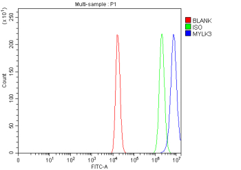 Flow Cytometry analysis of human HEL cells using anti-MYLK3 antibody. Overlay histogram showing HEL cells stained with (Blue line). To facilitate intracellular staining, cells were fixed with 4% paraformaldehyde and permeabilized with permeabilization buffer. The cells were blocked with 10% normal goat serum. And then incubated with rabbit anti-MYLK3 antibody (1 ug/million cells) for 30 min at 20oC. DyLight 488 conjugated goat anti-rabbit IgG (5-10 ug/million cells) was used as secondary antibody for 30 minutes at 20oC. Isotype control antibody (Green line) was rabbit IgG (1 ug/million cells) used under the same conditions. Unlabelled sample (Red line) was also used as a control.