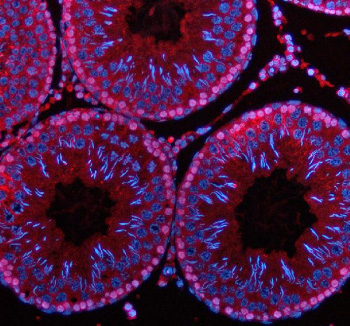 Immunofluorescent staining of PDZD8 using anti-PDZD8 antibody (red). PDZD8 was detected in a paraffin-embedded section of rat testis tissue. Heat mediated antigen retrieval was performed in EDTA buffer (pH 8.0, epitope retrieval solution). The tissue section was blocked with 10% goat serum. The tissue section was then incubated with 5 ug/ml rabbit anti-PDZD8 antibody overnight at 4oC. Cy3 Conjugated Goat Anti-Rabbit IgG was used as secondary antibody at 1:500 dilution and incubated for 30 minutes at 37oC. The section was counterstained with DAPI nuclear stain (blue). Visualize using a fluorescence microscope and filter sets appropriate for the label used.