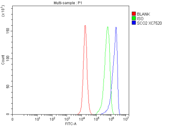 Flow Cytometry analysis of human PC-3 cells using anti-SCO2 antibody. Overlay histogram showing PC-3 cells stained with (Blue line). To facilitate intracellular staining, cells were fixed with 4% paraformaldehyde and permeabilized with permeabilization buffer. The cells were blocked with 10% normal goat serum. And then incubated with rabbit anti-SCO2 antibody (1 ug/million cells) for 30 min at 20oC. DyLight 488 conjugated goat anti-rabbit IgG (5-10 ug/million cells) was used as secondary antibody for 30 minutes at 20oC. Isotype control antibody (Green line) was rabbit IgG (1 ug/million cells) used under the same conditions. Unlabelled sample without incubation with primary antibody and secondary antibody (Red line) was used as a blank control.