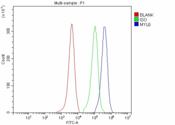 Flow Cytometry analysis of human Hela cells using anti-MYL6 antibody. Overlay histogram showing Hela cells stained with (Blue line). To facilitate intracellular staining, cells were fixed with 4% paraformaldehyde and permeabilized with permeabilization buffer. The cells were blocked with 10% normal goat serum. And then incubated with rabbit anti-MYL6 antibody (1 ug/million cells) for 30 min at 20oC. DyLight 488 conjugated goat anti-rabbit IgG (5-10 ug/million cells) was used as secondary antibody for 30 minutes at 20oC. Isotype control antibody (Green line) was rabbit IgG (1 ug/million cells) used under the same conditions. Unlabelled sample without incubation with primary antibody and secondary antibody (Red line) was used as a blank control.