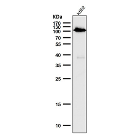 Western blot analysis of Phospho-Rb (S780) expression in human K562 cell lysate using Phospho-Rb (Ser780) antibody. Predicted molecular weight ~106 kDa.