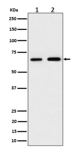 Western blot analysis of PGM1 expression in (1) human 293 cell lysate; (2) mouse RAW264.7 cell lysate using PGM1 antibody. Predicted molecular weight ~61 kDa.