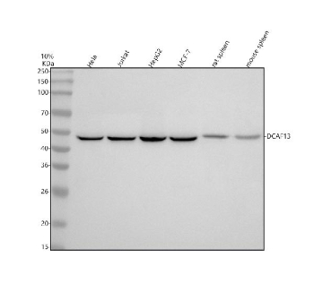 Western blot analysis of DCAF13 using anti-DCAF13 antibody. Lane 1: human Hela whole cell lysates, Lane 2: human Jurkat whole cell lysates, Lane 3: human HepG2 whoel cell lysates, Lane 4: human MCF-7 whole cell lysates, Lane 5: rat spleen tissue lysates, Lane 6: mouse spleen tissue lysates. After electrophoresis, proteins were transferred to a nitrocellulose membrane at 150 mA for 50-90 minutes. Blocked the membrane with 5% non-fat milk/TBS for 1.5 hour at RT. The membrane was incubated with rabbit anti-DCAF13 antibody at 1:500 overnight at 4oC, then washed with TBS-0.1%Tween 3 times with 5 minutes each and probed with a goat anti-rabbit IgG-HRP secondary antibody at a dilution of 1:500 for 1.5 hour at RT. The signal was developed using enhanced chemiluminescent. A predominant band is detected between approximately 45 and 48 kDa in all samples, running slightly below the predicted ~51 kDa mass but consistent with the apparent molecular weight of the processed nuclear WD repeat protein DCAF13.