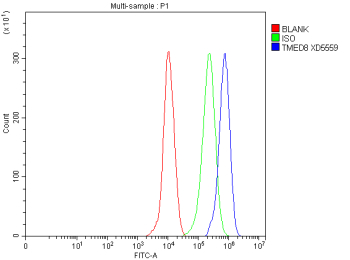 Flow Cytometry analysis of THP-1 cells using anti-TMED8 antibody. Overlay histogram showing THP-1 cells stained with (Blue line). The cells were fixed with 4% paraformaldehyde and blocked with 10% normal goat serum. And then incubated with rabbit anti-TMED8 antibody (1 ug/million cells) for 30 min at 20oC. DyLight 488 conjugated goat anti-rabbit IgG (5-10 ug/million cells) was used as secondary antibody for 30 minutes at 20oC. Isotype control antibody (Green line) was rabbit IgG (1 ug/million cells) used under the same conditions. Unlabelled sample without incubation with primary antibody and secondary antibody (Red line) was used as a blank control.