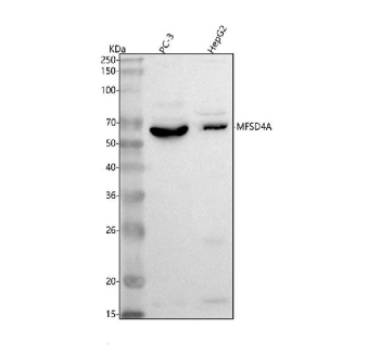 Western blot analysis of MFSD4A using anti-MFSD4A antibody. Lane 1: human PC-3 whole cell lysates, Lane 2: human HepG2 whole cell lysates After electrophoresis, proteins were transferred to a nitrocellulose membrane at 150 mA for 50-90 minutes. Blocked the membrane with 5% non-fat milk/TBS for 1.5 hour at RT. The membrane was incubated with rabbit anti-MFSD4A antibody at 0.5 ug/ml overnight at 4oC, then washed with TBS-0.1%Tween 3 times with 5 minutes each and probed with a goat anti-rabbit IgG-HRP secondary antibody at a dilution of 1:5000 for 1.5 hour at RT. The signal was developed using enhanced chemiluminescent. A predominant band is detected at an approximately 65 kDa in both samples, running above the predicted ~56 kDa mass but consistent with the higher apparent molecular weight typical of glycosylated multi pass membrane transporters such as MFSD4A.