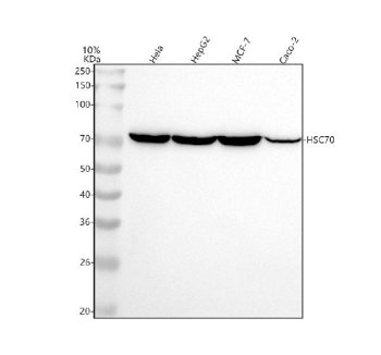 Western blot analysis of Hsp70 using anti-Hsp70 antibody. Lane 1: human Hela whole cell lysates, Lane 2: human HepG2 whole cell lysates, Lane 3: human MCF-7 whole cell lysates, Lane 4: human Caco-2 whole cell lysates. After electrophoresis, proteins were transferred to a nitrocellulose membrane at 150 mA for 50-90 minutes. Blocked the membrane with 5% non-fat milk/TBS for 1.5 hour at RT. The membrane was incubated with rabbit anti-Hsp70 antibody at 1:500 overnight at 4oC, then washed with TBS-0.1%Tween 3 times with 5 minutes each and probed with a goat anti-rabbit IgG-HRP secondary antibody at a dilution of 1:500 for 1.5 hour at RT. The signal was developed using enhanced chemiluminescent. The predicted molecular weight of Hsp70 is ~70 kDa and ~64 kDa (two isoforms).
