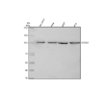 Western blot analysis of STOX2 using anti-STOX2 antibody. Lane 1: human SH-SY5Y whole cell lysates, Lane 2: human Hela whole cell lysates, Lane 3: human 293T whole cell lysates, Lane 4: human RT4 whole cell lysates. After electrophoresis, proteins were transferred to a nitrocellulose membrane at 150 mA for 50-90 minutes. Blocked the membrane with 5% non-fat milk/TBS for 1.5 hour at RT. The membrane was incubated with rabbit anti-STOX2 antibody at 0.5 ug/ml overnight at 4oC, then washed with TBS-0.1%Tween 3 times with 5 minutes each and probed with a goat anti-rabbit IgG-HRP secondary antibody at a dilution of 1:5000 for 1.5 hour at RT. The signal was developed using enhanced chemiluminescent. A specific band was detected for STOX2 at approximately 102 kDa. The expected molecular weight of STOX2 is ~102 kDa.