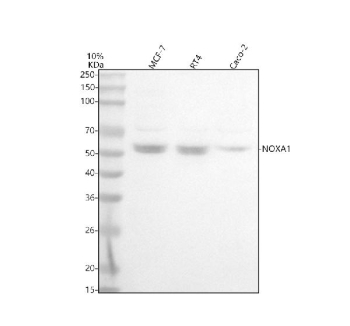 Western blot analysis of NOXA1 using anti-NOXA1 antibody. Lane 1: human MCF-7 whole cell lysates, Lane 2: human RT4 whole cell lysates, Lane 3: human Caco-2 whole cell lysates. After electrophoresis, proteins were transferred to a nitrocellulose membrane at 150 mA for 50-90 minutes. Blocked the membrane with 5% non-fat milk/TBS for 1.5 hour at RT. The membrane was incubated with rabbit anti-NOXA1 antibody at 0.5 ug/ml overnight at 4oC, then washed with TBS-0.1%Tween 3 times with 5 minutes each and probed with a goat anti-rabbit IgG-HRP secondary antibody at a dilution of 1:5000 for 1.5 hour at RT. The signal was developed using enhanced chemiluminescent. The expected molecular weight of NOXA1 is ~51 kDa.