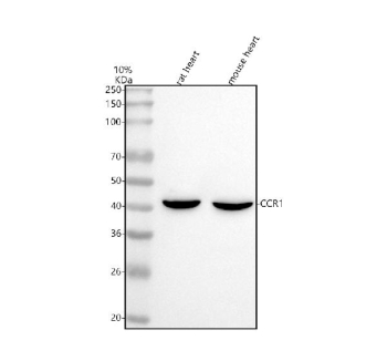 Western blot analysis of CCR1 using anti-CCR1 antibody. Lane 1: rat heart tissue lysates, Lane 2: mouse heart tissue lysates. After electrophoresis, proteins were transferred to a nitrocellulose membrane at 150 mA for 50-90 minutes. Blocked the membrane with 5% non-fat milk/TBS for 1.5 hour at RT. The membrane was incubated with rabbit anti-CCR1 antibody at 0.5 ug/ml overnight at 4oC, then washed with TBS-0.1%Tween 3 times with 5 minutes each and probed with a goat anti-rabbit IgG-HRP secondary antibody at a dilution of 1:5000 for 1.5 hour at RT. The signal was developed using enhanced chemiluminescent. A specific band was detected for CCR1 at approximatel 41 kDa. The expected molecular weight of CCR1 is ~41 kDa.