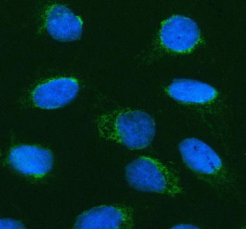 Immunofluorescent staining of PTPRE using anti-PTPRE antibody (green). PTPRE was detected in an immunocytochemical section of U2OS cells. Enzyme antigen retrieval was performed using IHC enzyme antigen retrieval reagent for 15 mins. The cells were blocked with 10% goat serum. And then incubated with 5 ug/ml rabbit anti-PTPRE antibody overnight at 4oC. DyLight 488 Conjugated Goat Anti-Rabbit IgG was used as secondary antibody at 1:500 dilution and incubated for 30 minutes at 37oC. The section was counterstained with DAPI nuclear stain (blue). Visualize using a fluorescence microscope and filter sets appropriate for the label used.