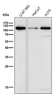 Western blot testing of human samples using the BCLAF1 antibody at 1:1000 dilution for 1 hour at room temperature. Predicted molecular weight ~100 kDa.